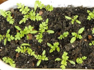 Schizanthus: growing from seeds + photo