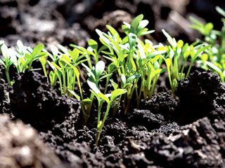 متى تزرع شتلات Eschscholzia