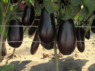 Eggplant Marzipan F1