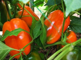 Characteristics of the Orange Miracle pepper