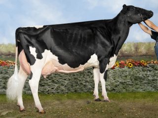 Breeds of dairy cows in Russia: characteristics, how to choose