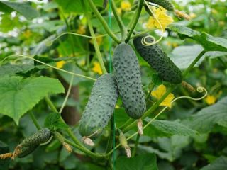 Marinda cucumbers: reviews, photos, description