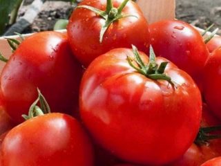 Tomato Lark F1: reviews + photos