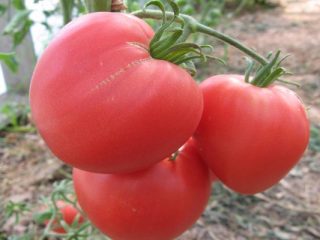 Tomato Loving Heart: characteristics, yield
