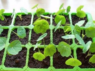 متى تزرع شتلات nasturtium