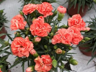 Garden carnation Lillipot