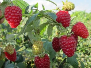 Raspberry Brusvyana: وصف التنوع والصور والتعليقات