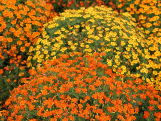 Marigolds Mimimix