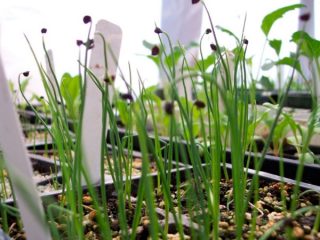 April onion: growing on a windowsill