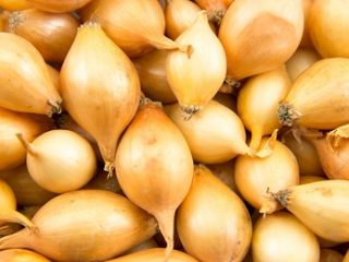 مجموعات البصل سنتوريون