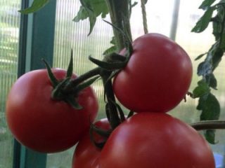 Tomato Major: charakteristika a opis odrody