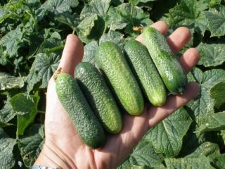 Cucumber Adam F1: description, reviews