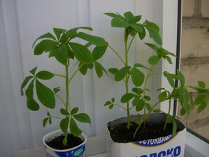Kvet Cleome: fotografie a pravidlá pestovania