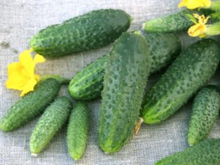 Shchedrik cucumbers F1: reviews, photos, description