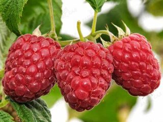 Raspberry Glen Fine
