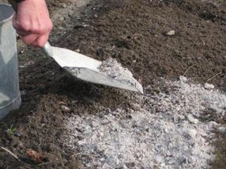 How to use ash as fertilizer