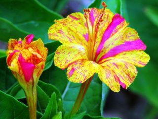 Virágok Mirabilis Night Beauty