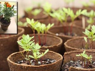 زراعة الزهور السنوية للشتلات