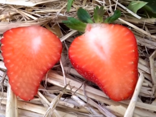 Strawberry variety Irma