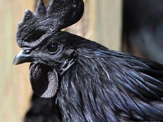 Plemeno čiernych kurčiat Ayam Tsemani