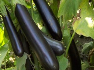 Eggplant Giselle: variety description, photo