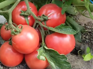 Tomate Pink Bush: características y descripción de la variedad.