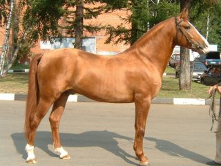 Don rasa de cai