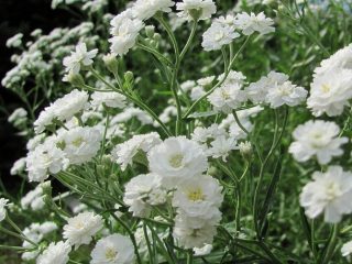 Gypsophila trvalka Snowflake: výsadba a starostlivosť + foto