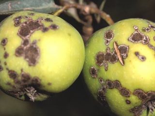 How to get rid of scab on an apple tree: what to treat, when to spray