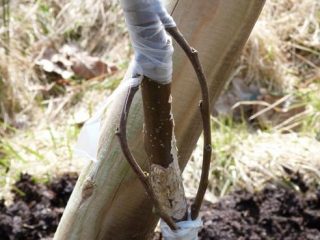 Grafting an apple tree with a bridge