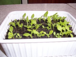 Cuando sembrar ásteres para plántulas.