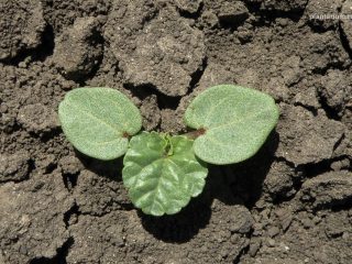 Lavatera from seeds at home