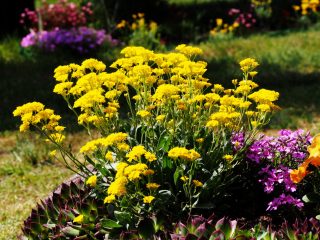 Sziklás alyssum: ültetés és gondozás, fotó