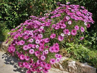 Unpretentious annuals that bloom all summer: photos + names