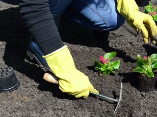 Begonia Grandiflora: výsadba a starostlivosť