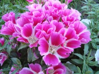 Godetia: foto, plantio e cuidado em campo aberto