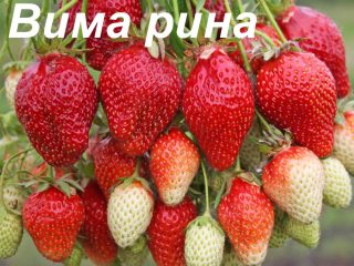 Strawberry Vima Rina
