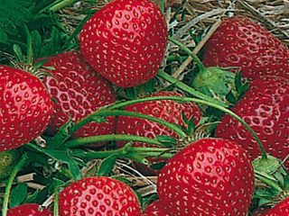 Strawberry Ostara