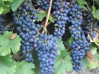 uvas saperavi