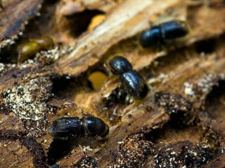 Diseases of the bark of fruit trees and their treatment