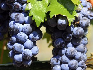 Tempranillo grapes