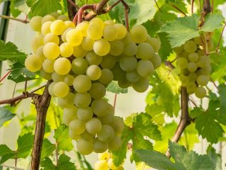 Frumoasa Albe grape variety: reviews and description