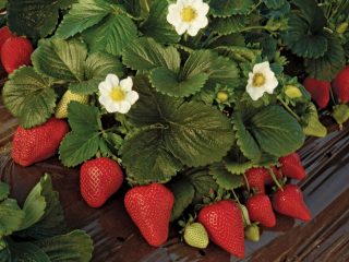 Strawberry variety Maestro
