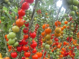 Red Cherry tomato: variety description, photos, reviews