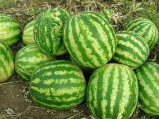 Vodný melón Karistan F1