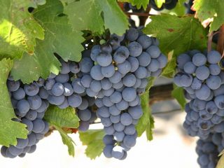 Isabella grape variety: planting and care