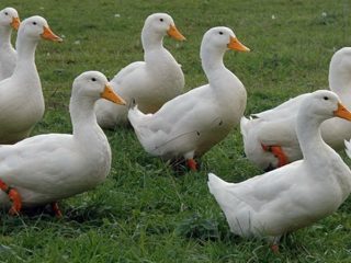 Broiler ducks: description of breeds and characteristics