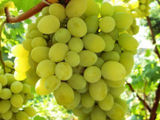 Anggur Pleven: pala, berterusan, Augustine