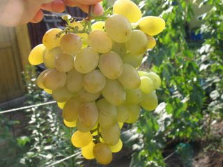 Uvas Galahad