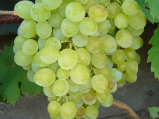 Grape variety Kishmish GF-342